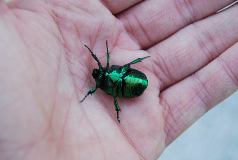 Cetonia aurata? No, Protaetia speciosissima